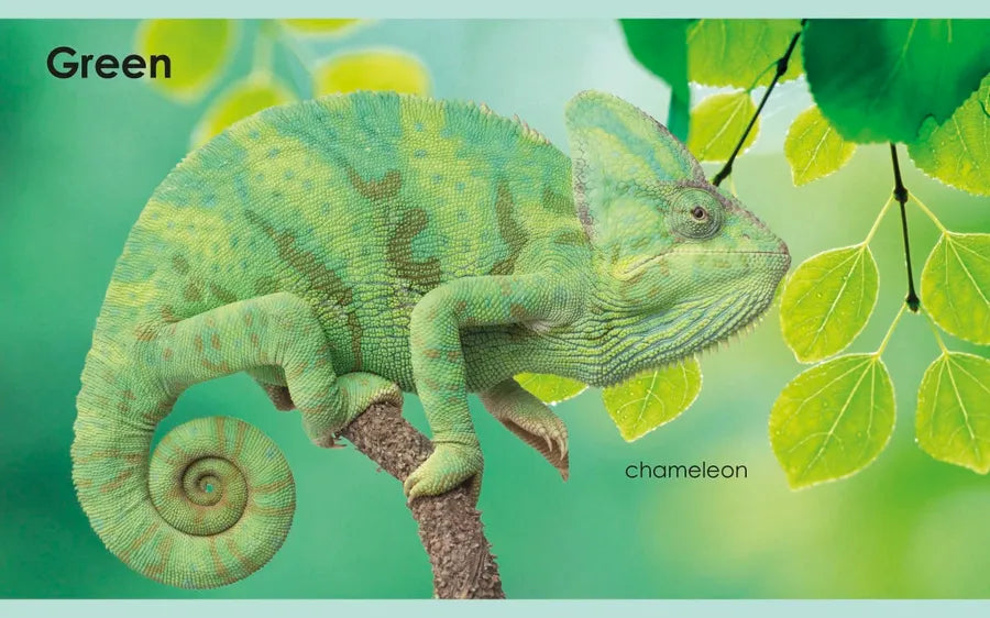 My First Colors US - Board book