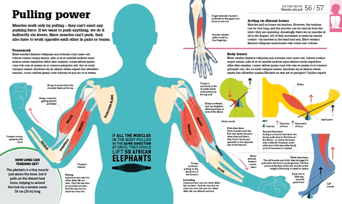 How the Body Works US - Hardback