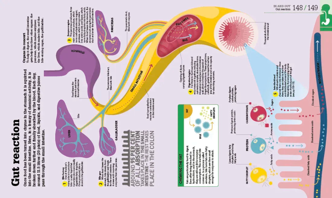 How the Body Works US - Hardback