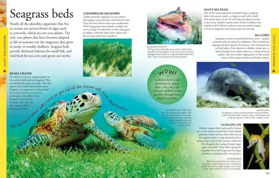 Ocean: A Visual Encyclopedia US - Paperback / softback