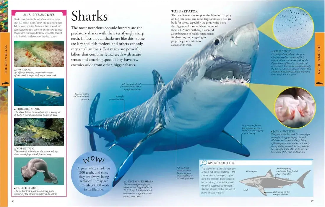 Ocean: A Visual Encyclopedia US - Paperback / softback