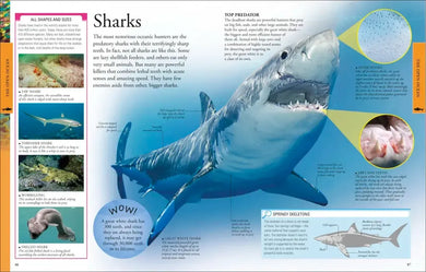 Ocean: A Visual Encyclopedia US - Paperback / softback