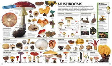 Picturepedia, Second Edition US - Hardback