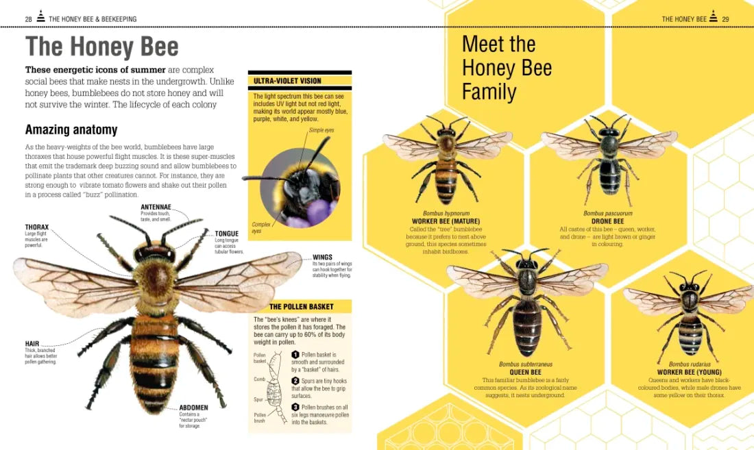 The Bee Book US - Hardback