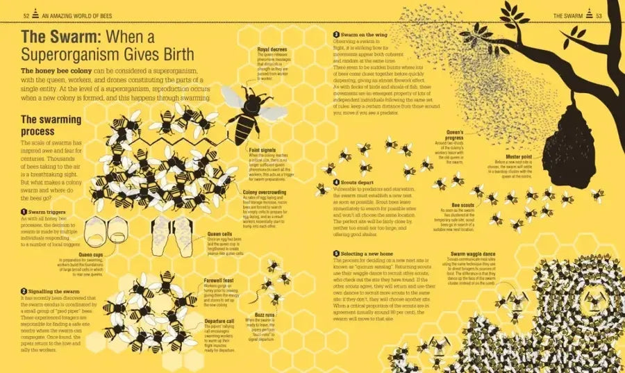 The Bee Book US - Hardback