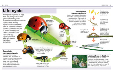 Pocket Genius: Bugs US - Paperback / softback