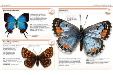 Pocket Genius: Bugs US - Paperback / softback