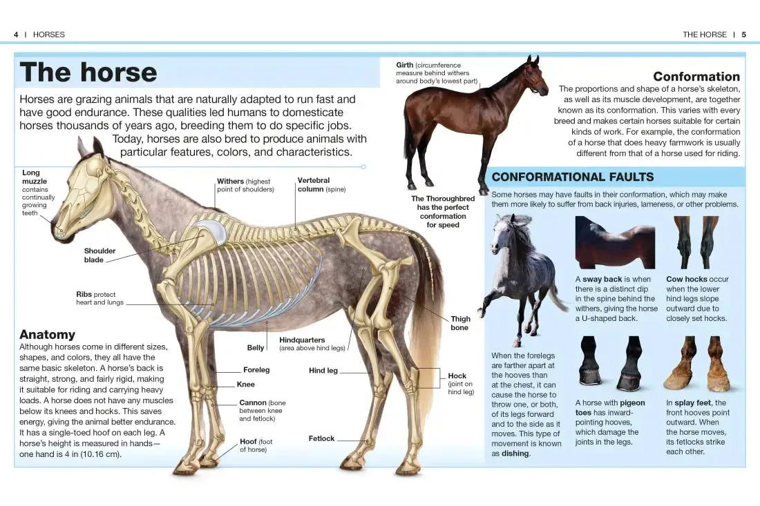 Pocket Genius: Horses US - Paperback / softback