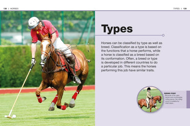 Pocket Genius: Horses US - Paperback / softback