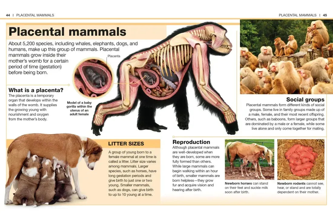 Pocket Genius: Mammals US - Paperback / softback