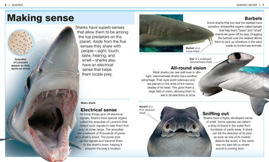 Pocket Genius: Sharks US - Paperback / softback