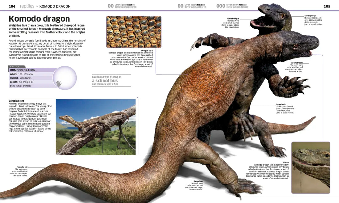 Knowledge Encyclopedia Animal! US - Hardback