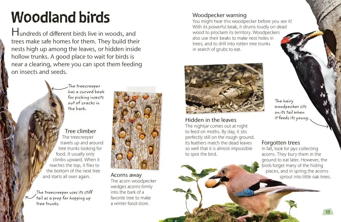 Birds US - Hardback