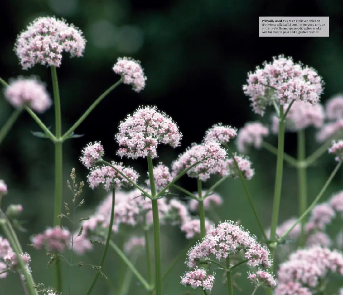 Herbal Remedies Handbook US - Book