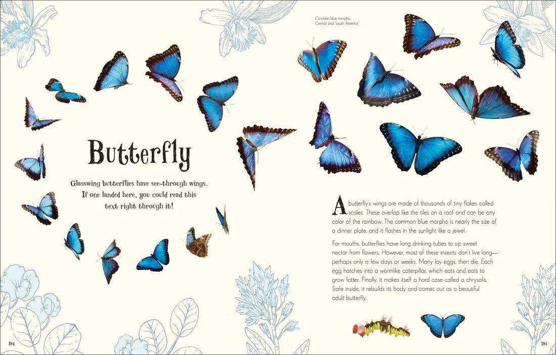 An Anthology of Intriguing Animals US - Hardback