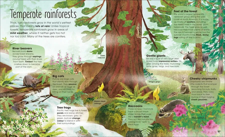 The Magic and Mystery of Trees US - Hardback