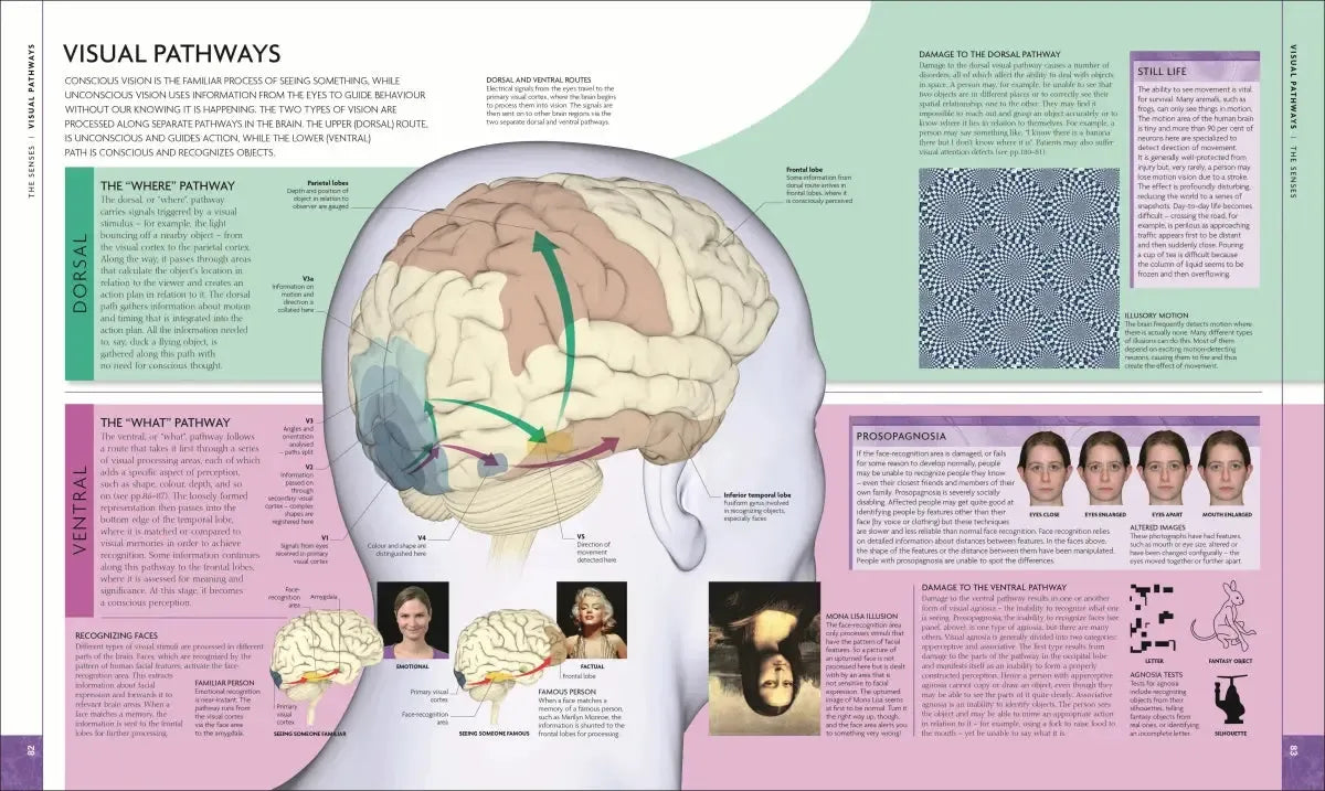 The Human Brain Book US - Hardback
