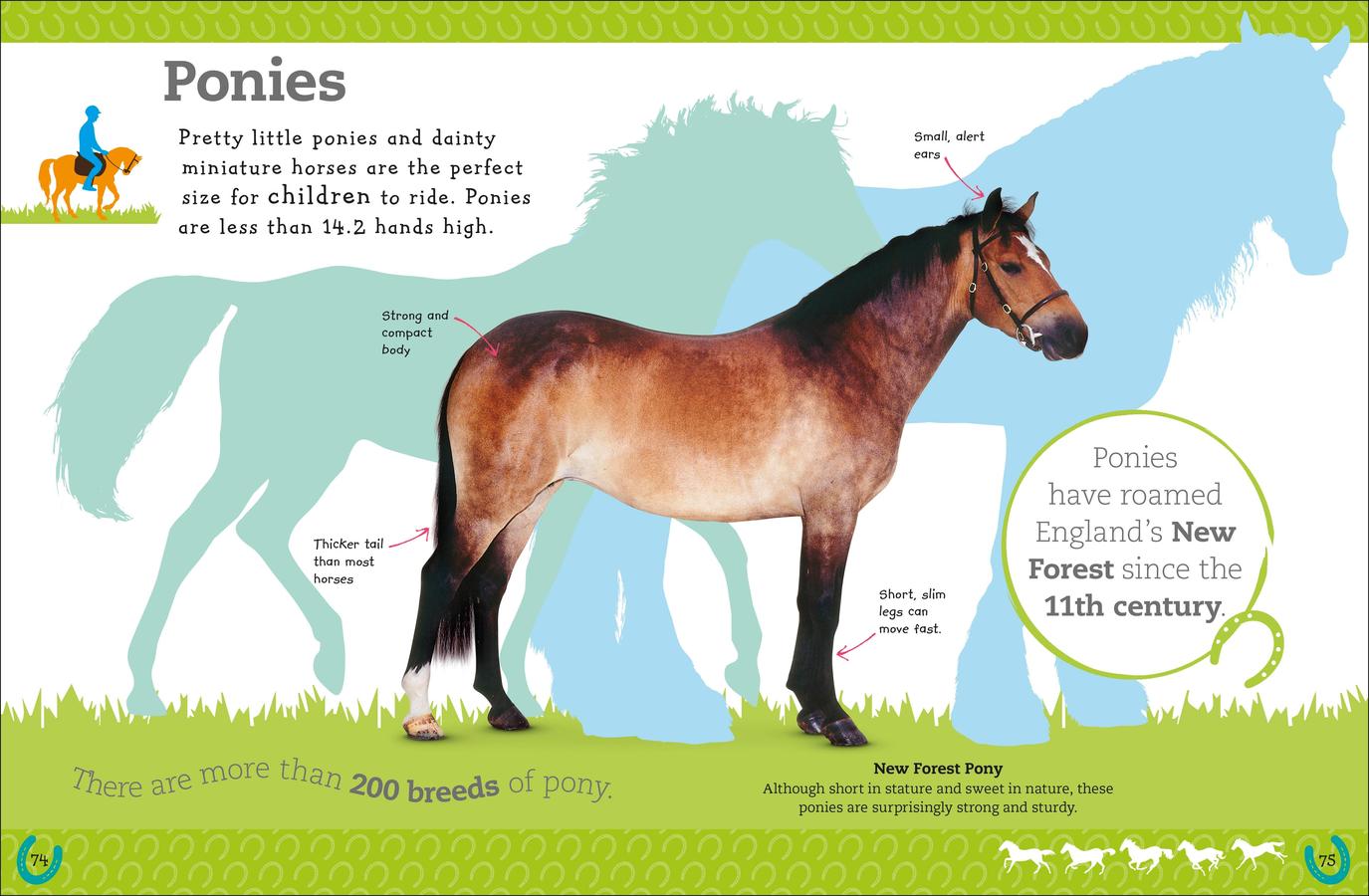 The Everything Book of Horses and Ponies US - Paperback / softback