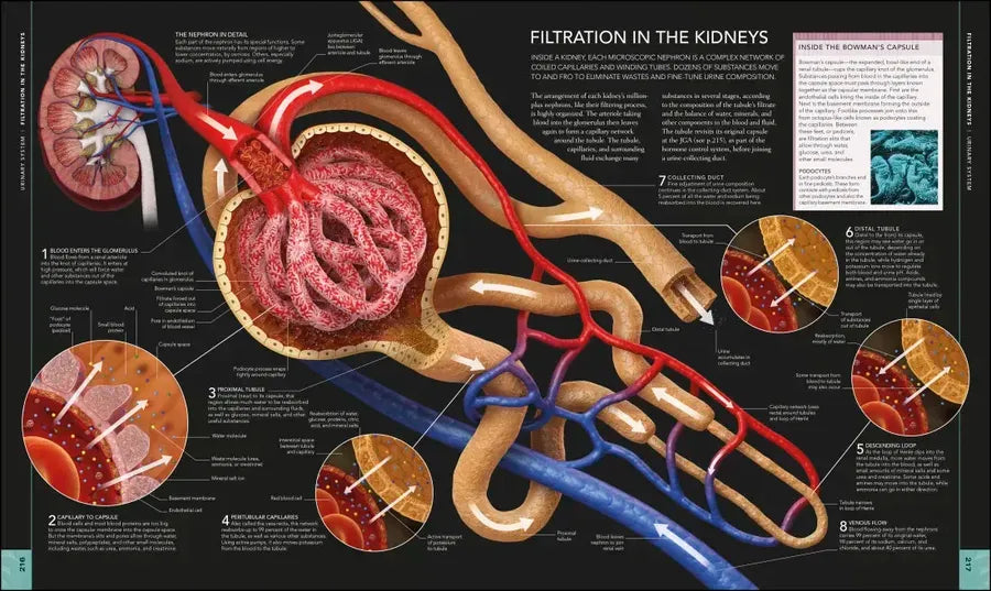 The Human Body Book US - Hardback