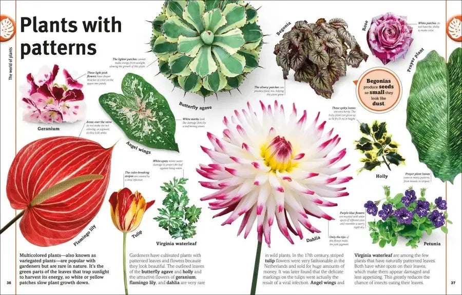 Trees, Leaves, Flowers and Seeds US - Hardback