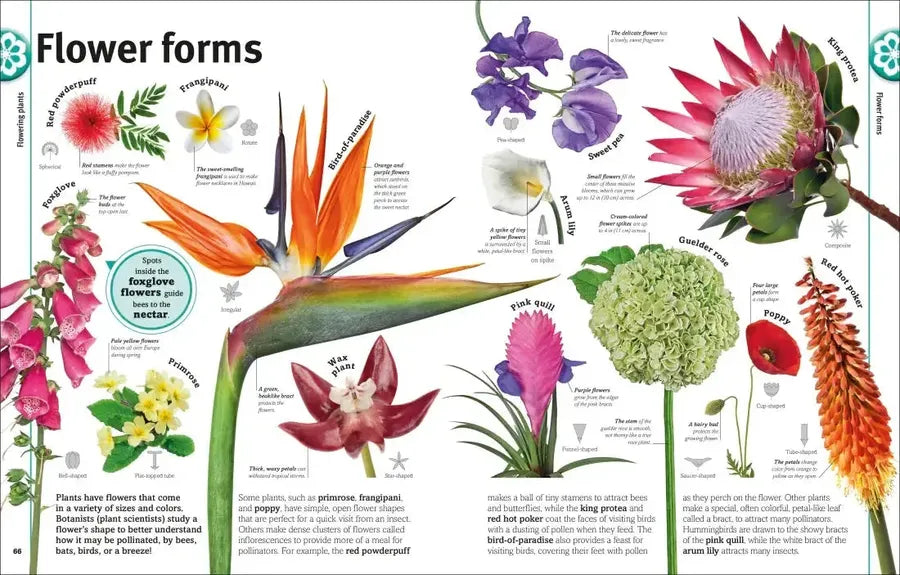Trees, Leaves, Flowers and Seeds US - Hardback