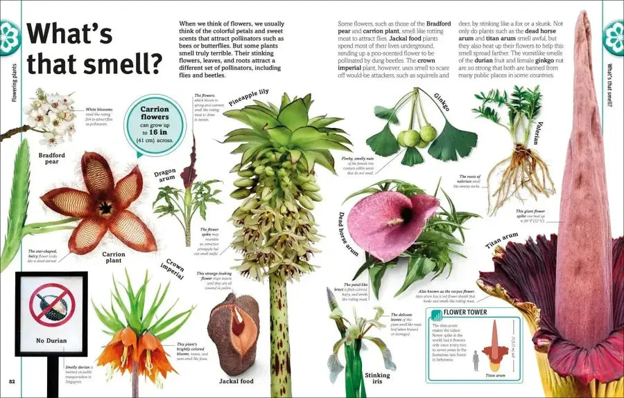 Trees, Leaves, Flowers and Seeds US - Hardback