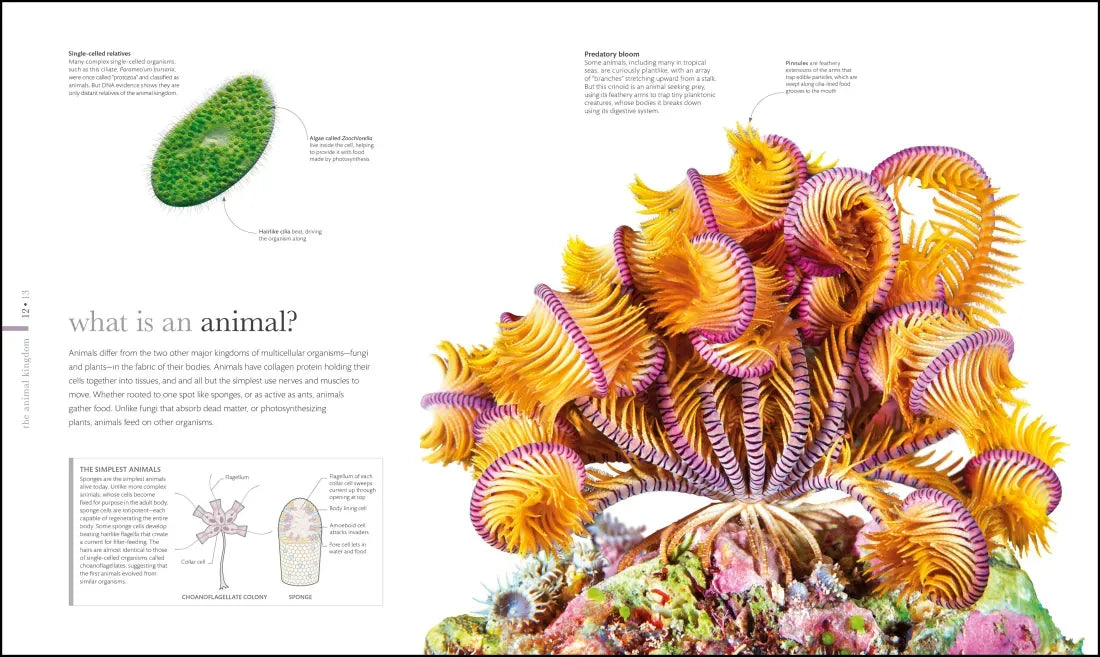 Zoology US - Hardback