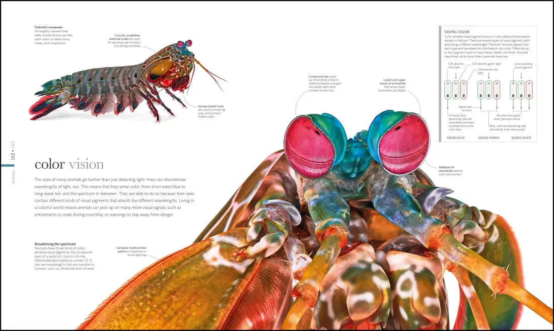 Zoology US - Hardback