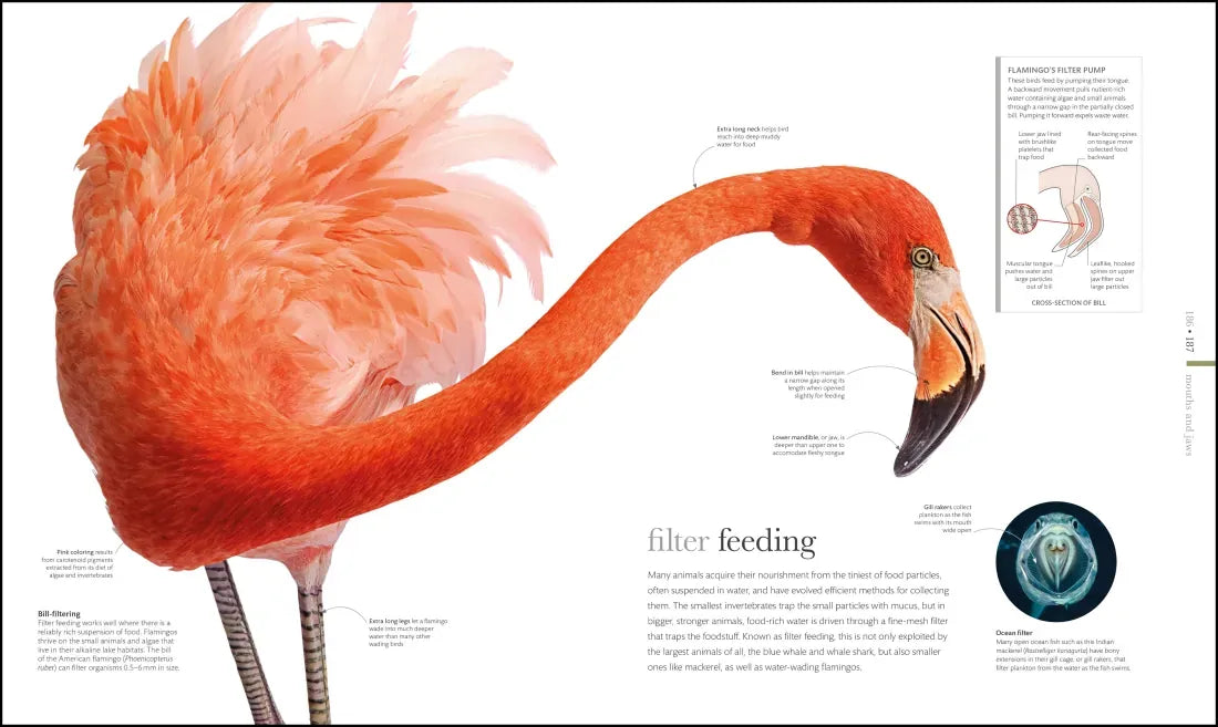 Zoology US - Hardback