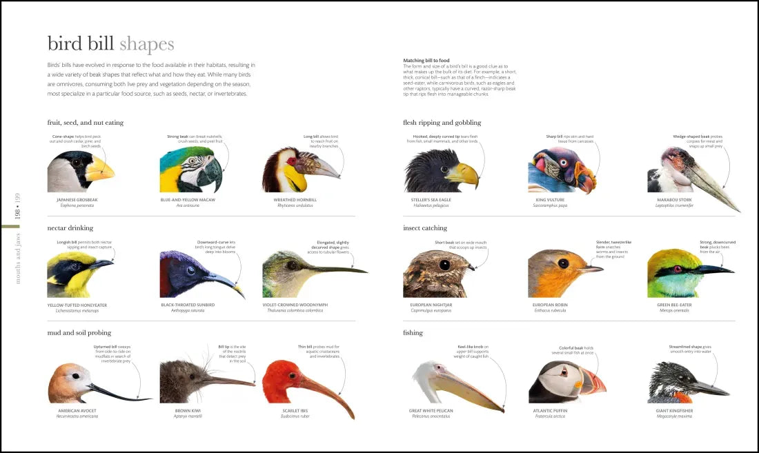 Zoology US - Hardback