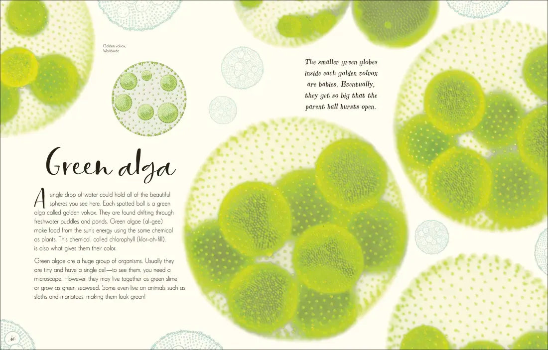 The Wonders of Nature US - Hardback
