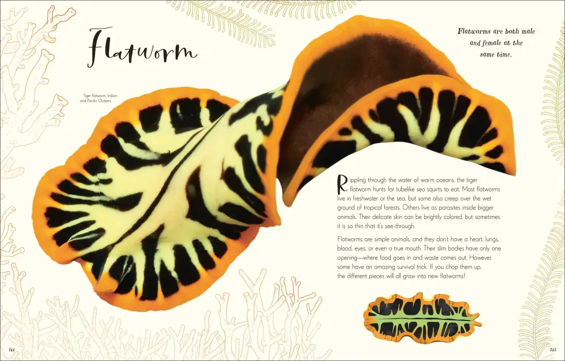The Wonders of Nature US - Hardback