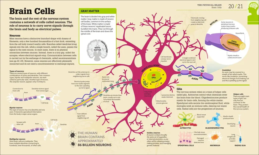 How the Brain Works US - Hardback