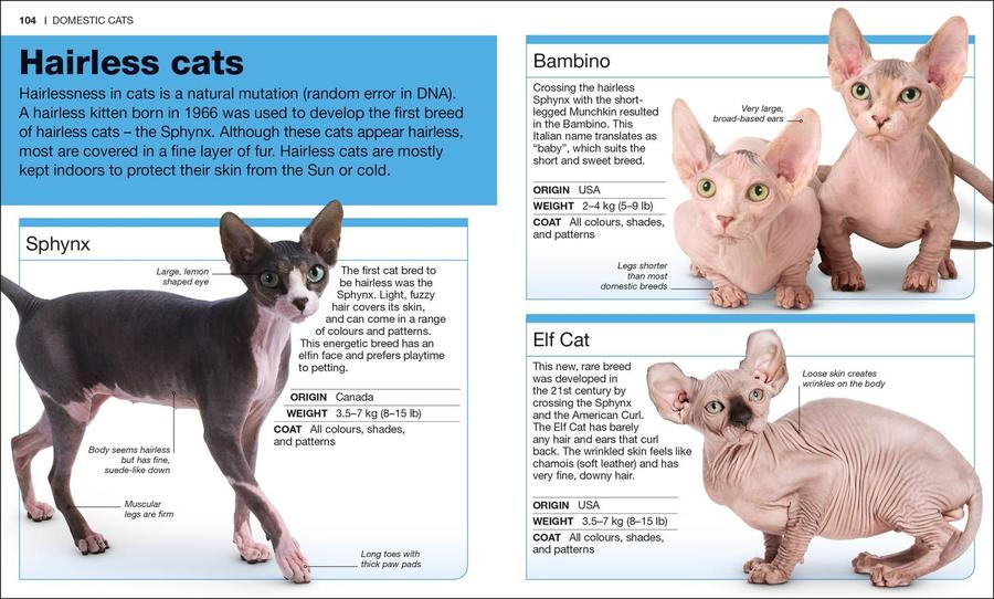 Pocket Genius: Cats US - Paperback / softback