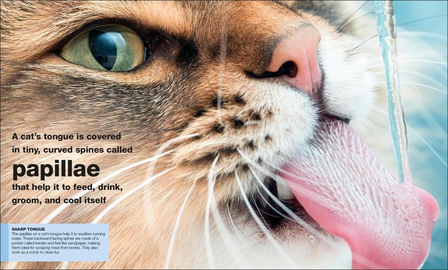 Pocket Genius: Cats US - Paperback / softback