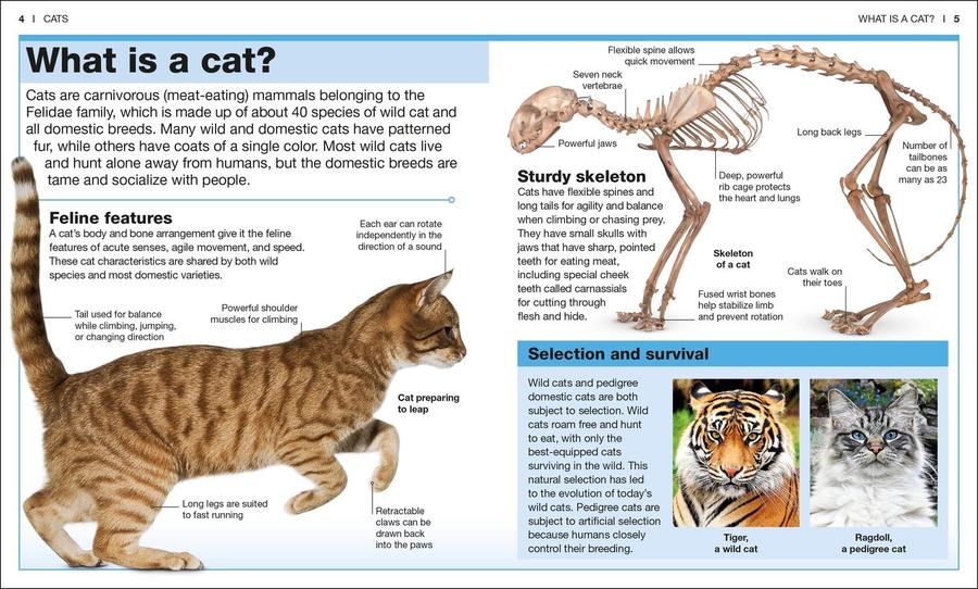 Pocket Genius: Cats US - Paperback / softback