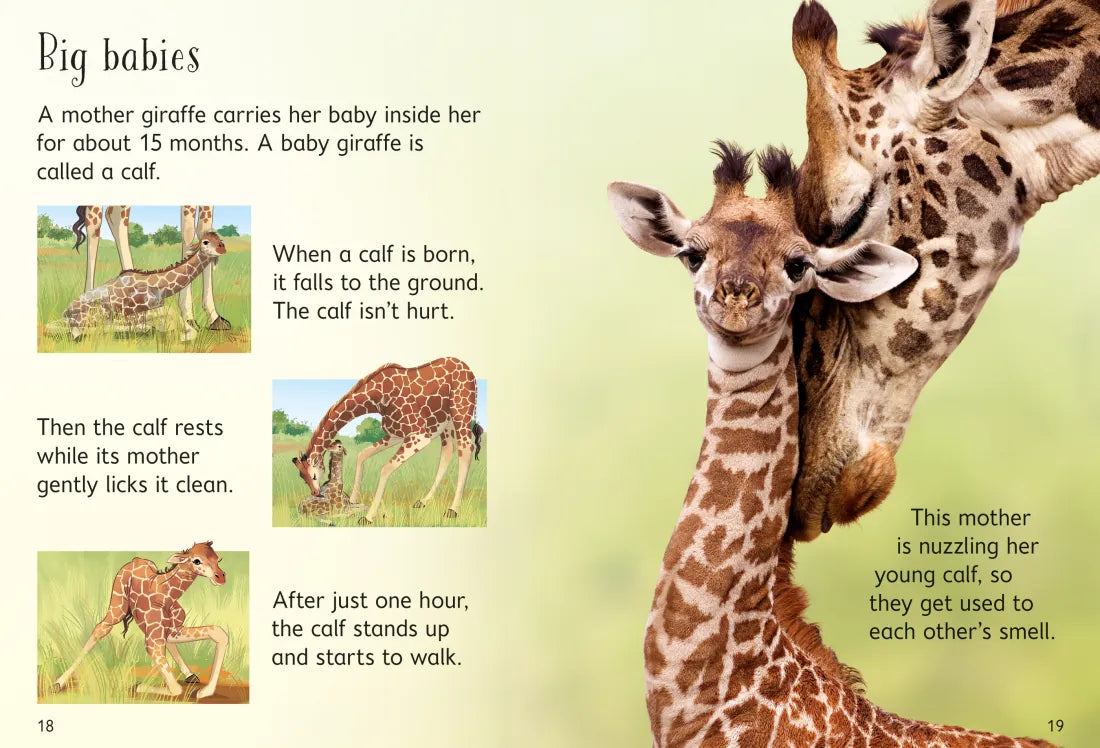 Giraffes GB - Hardback