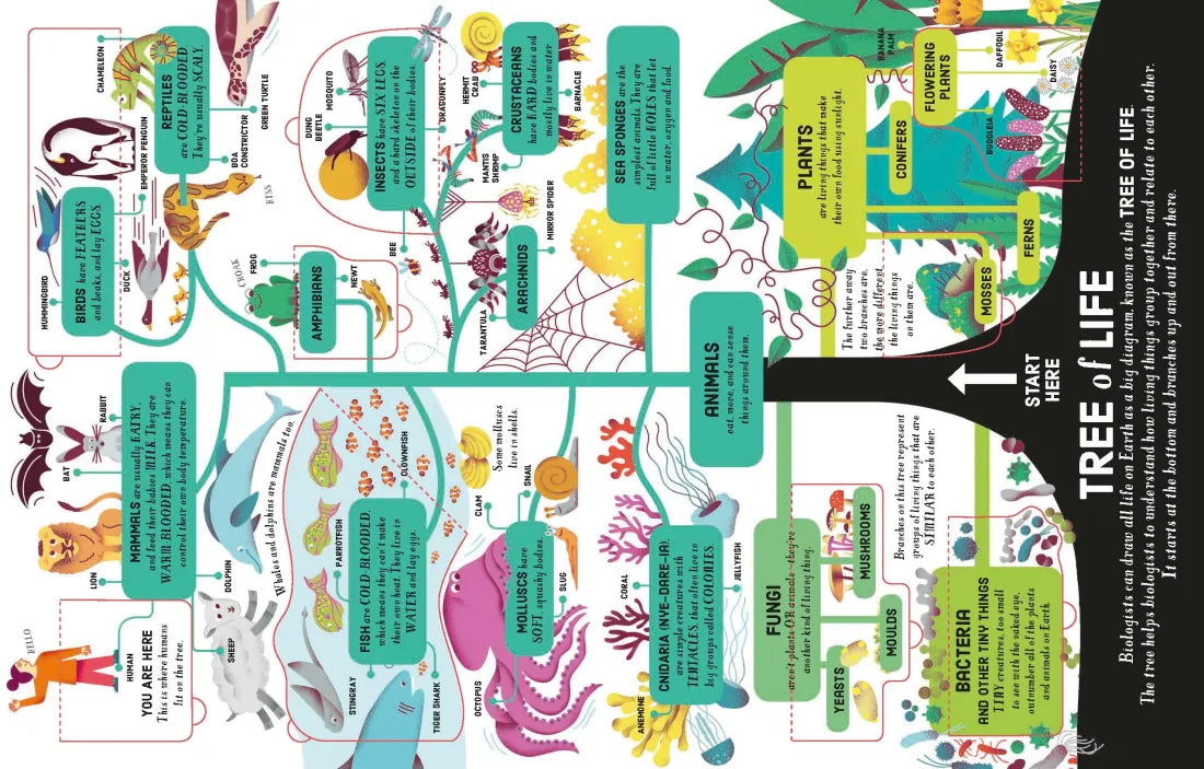 Lift-the-Flap Biology GB - Board book