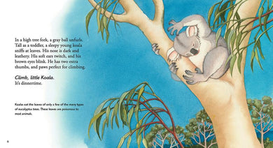 Koala US - Paperback / softback
