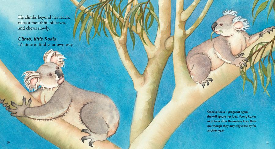 Koala US - Paperback / softback