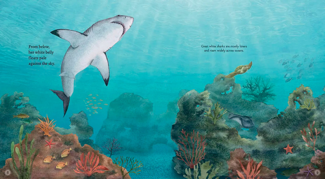 Great White Shark US - Hardback