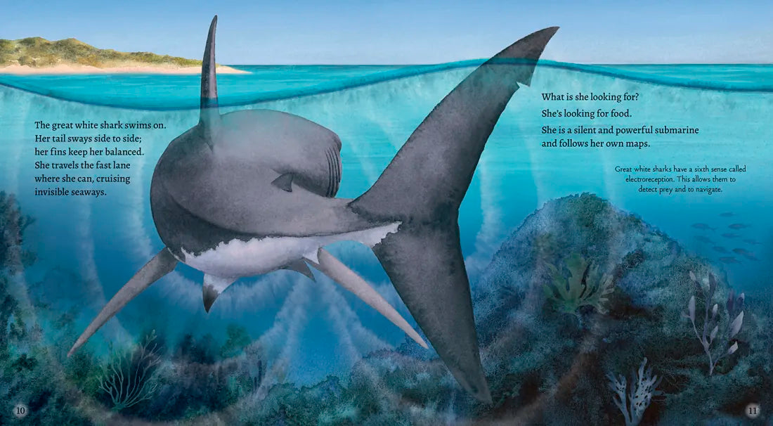 Great White Shark US - Hardback