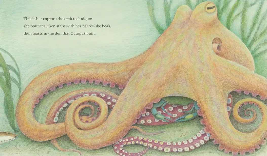 The Den That Octopus Built US - Hardback