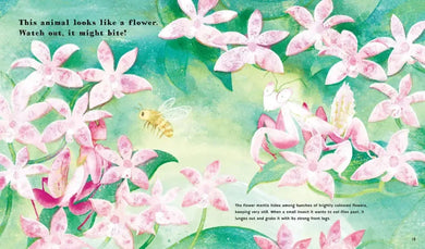 Find Out About Animal Camouflage US - Hardback