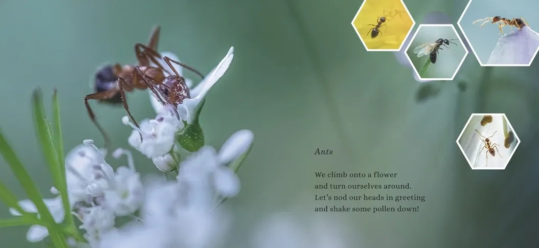The Mighty Pollinators US - Hardback