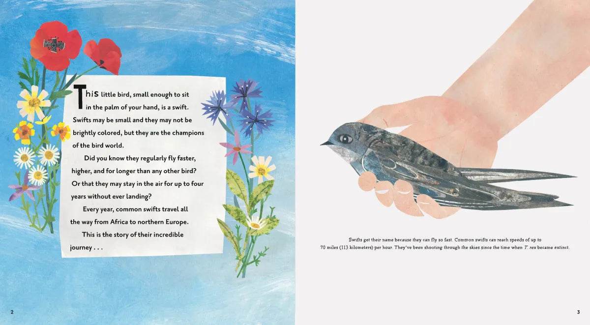 Super Swifts: Small Birds with Amazing Powers US - Hardback