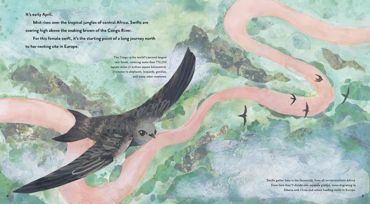 Super Swifts: Small Birds with Amazing Powers US - Hardback