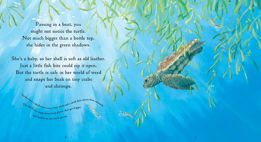 One Tiny Turtle US - Paperback / softback