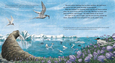 Narwhal: The Arctic Unicorn US - Paperback / softback