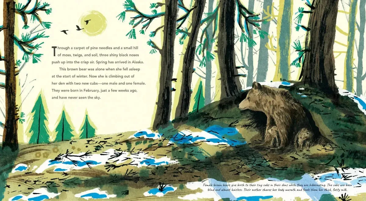 Brown Bears US - Hardback